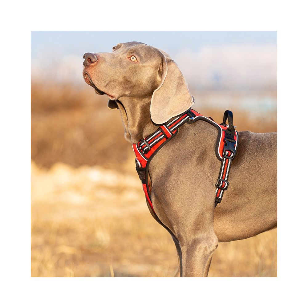 Truelove chest strap vest Kirky medium large golden hair dog walking rope dog chain pet dog towing rope image 2