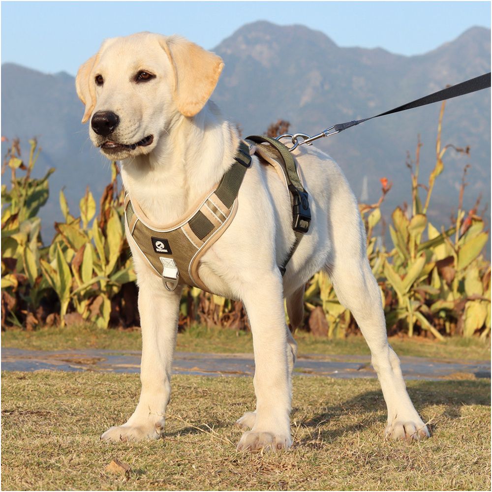 Dog leash vest style medium to large dog with golden fur Labrador Retriever chest baby bag neck loop chain adjustable dog leash image 2