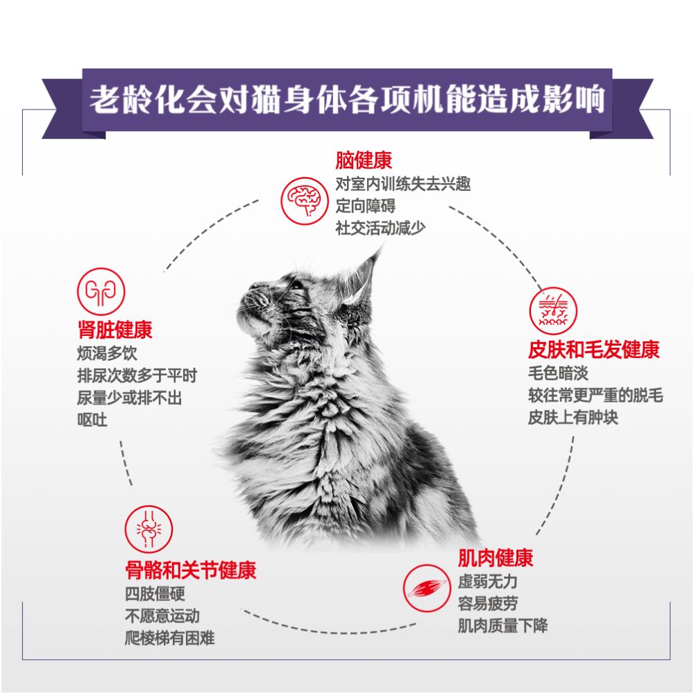 Official genuine Royal Senior Cat Food SC36 1 5KG full price cat food main food suitable for children aged 7 and above image 4