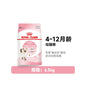 【新品上市】皇家 Royal Canin K36 幼貓糧 6.5kg｜英短/全品種幼貓專用，離乳期至12個月全價營養主食