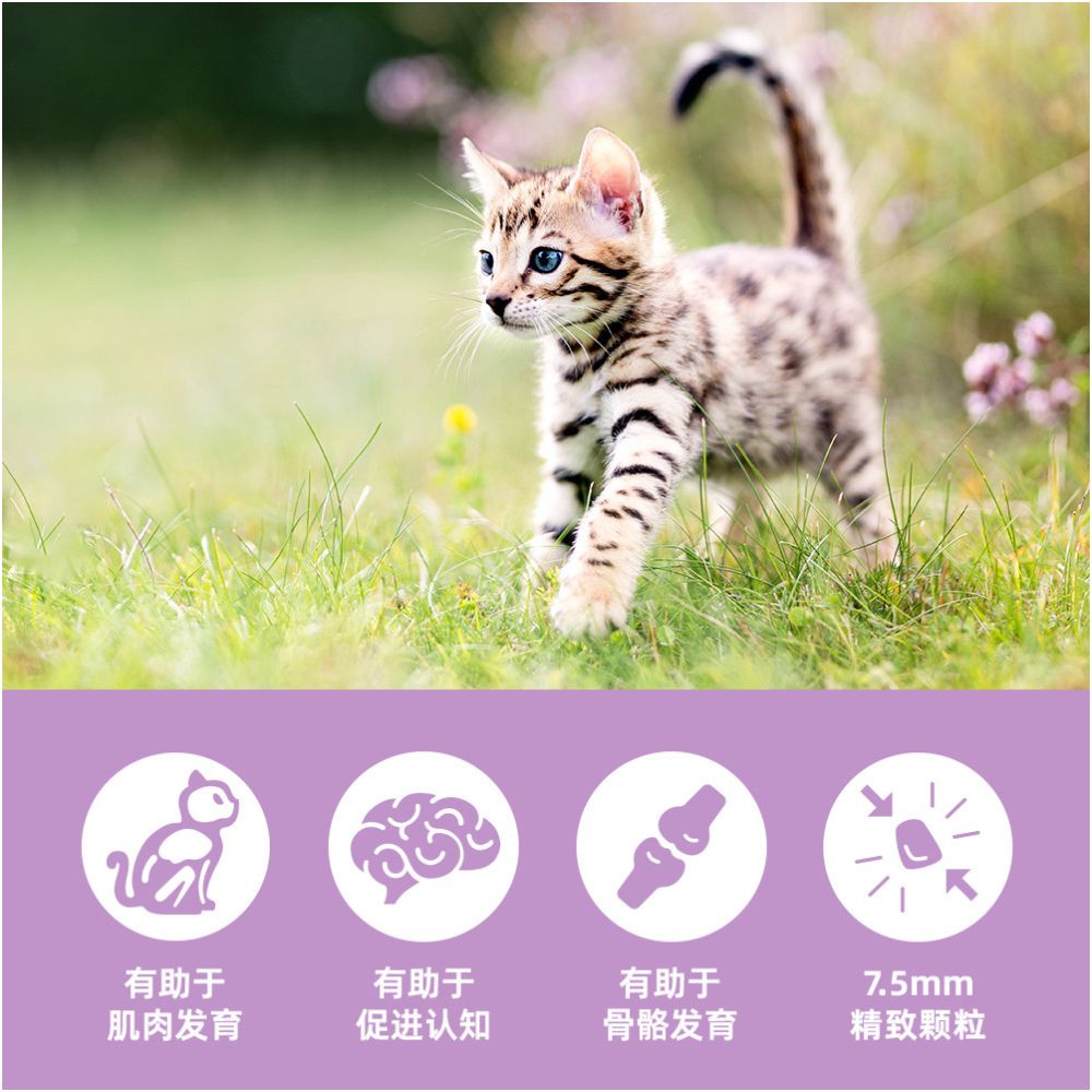 Official flagship Orijen yearns for the original hunting American version of grain free chicken and kitten food collection link image 3