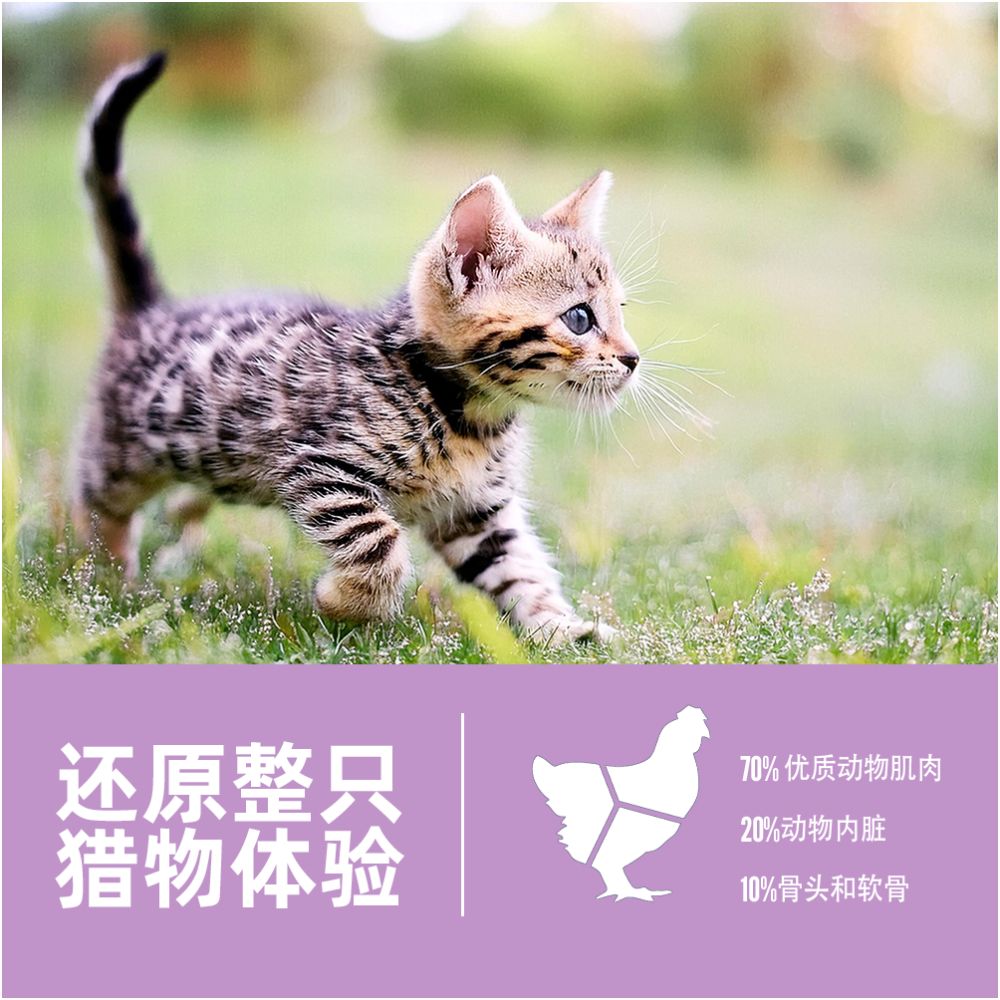 Official flagship Orijen yearns for the original hunting American version of grain free chicken and kitten food collection link image 4