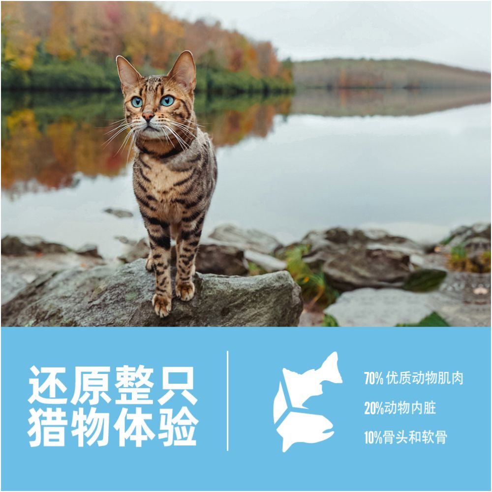 Official flagship Orijen yearns for original hunting of six fish American version cat food full price 5 4kg image 4
